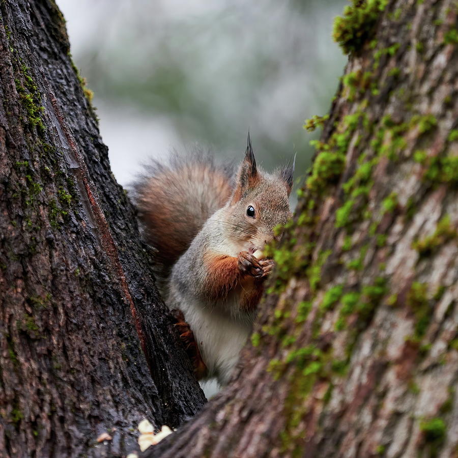 Feeling a bit shy. Eurasian red squirrel Photograph by Jouko Lehto