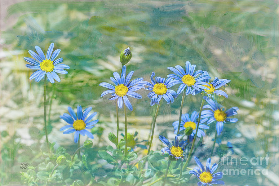 Blue Daisies Photograph by Elaine Teague