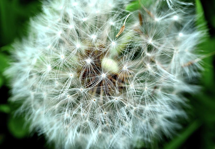 Feeling Fluffy For You Photograph by Angel Moran - Fine Art America