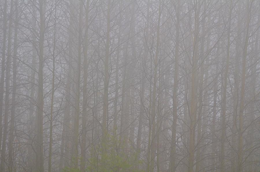 feeling-foggy-photograph-by-greg-hayhoe-fine-art-america