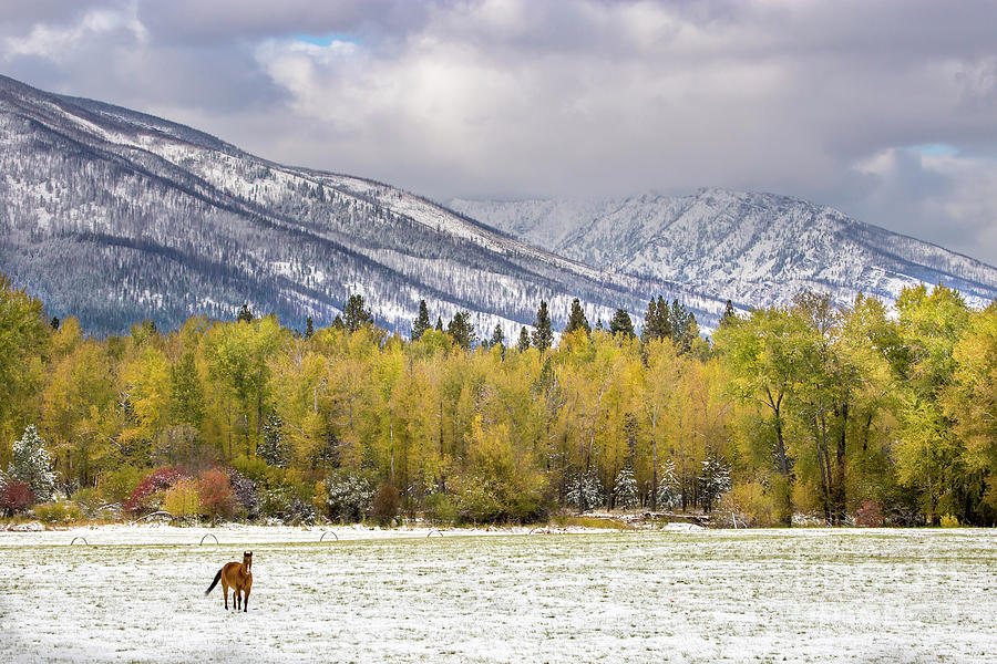 Mountain Photograph - Feeling Frisky in the First Snow by Leslie Wells