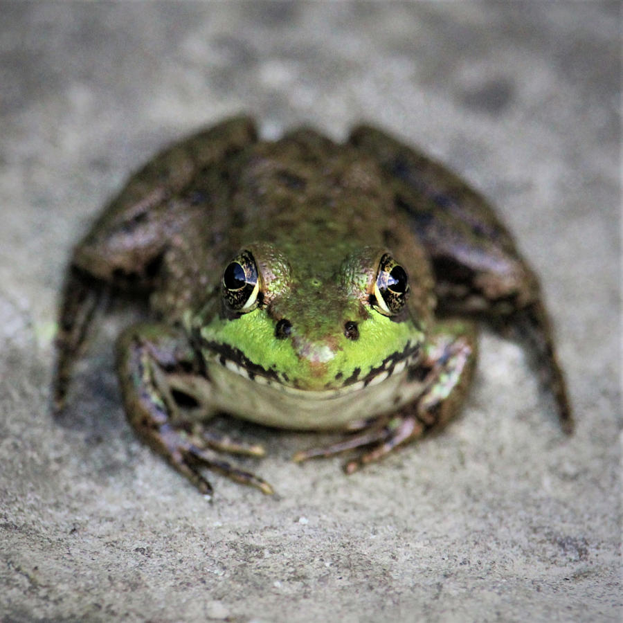 Feeling Froggy Photograph by Shana Rowe Jackson