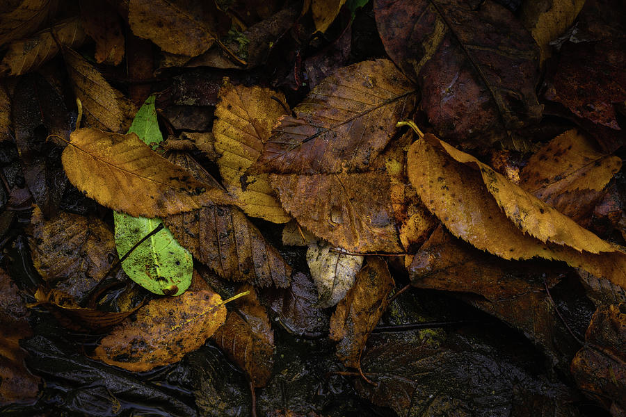 Feeling of Autumn Photograph by Joseph Hawk