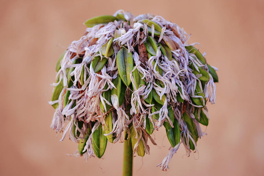 Feeling Seedy and Frazzled Agapanthus Flower Photograph by Gaby Ethington