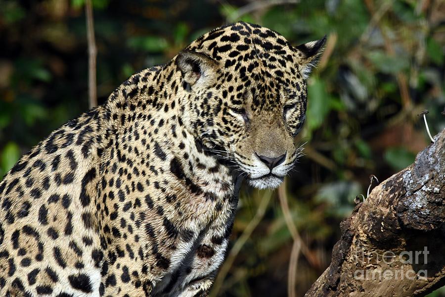 Jaguar Photograph - Feeling Sleepy by Dorinda Balchin Jaguar Photograph - Feeling Sleepy by Dorinda Balchin