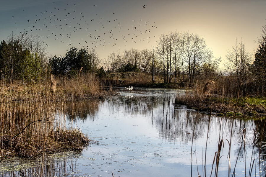 Feelings By The Calm Morning Lake Latvia  Photograph by Aleksandrs Drozdovs