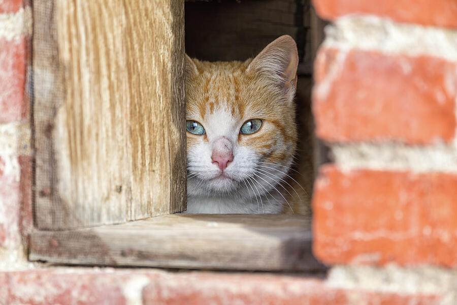 Cubby Hole Kitty Photograph by Scott Warner