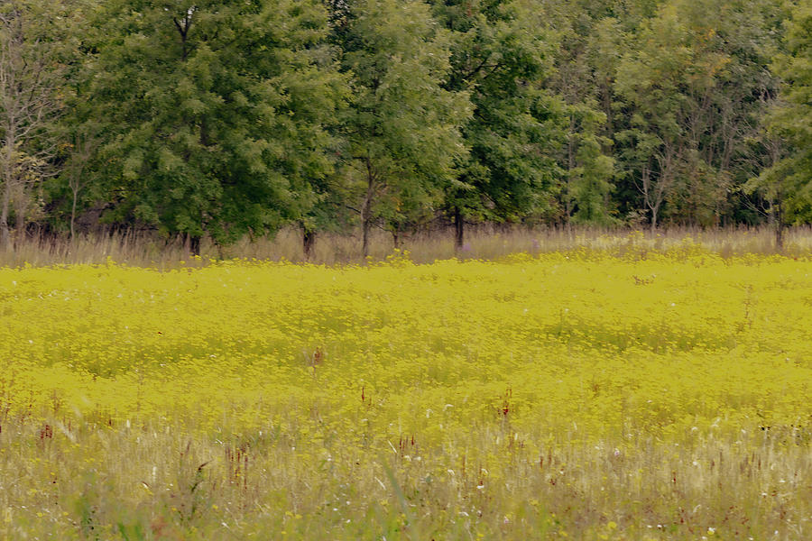 Feild of Yellow Wildflowers Photograph by Jack R Perry