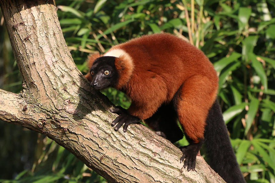 Feisty Red ruffed Lemur Photograph by Ger Bosma