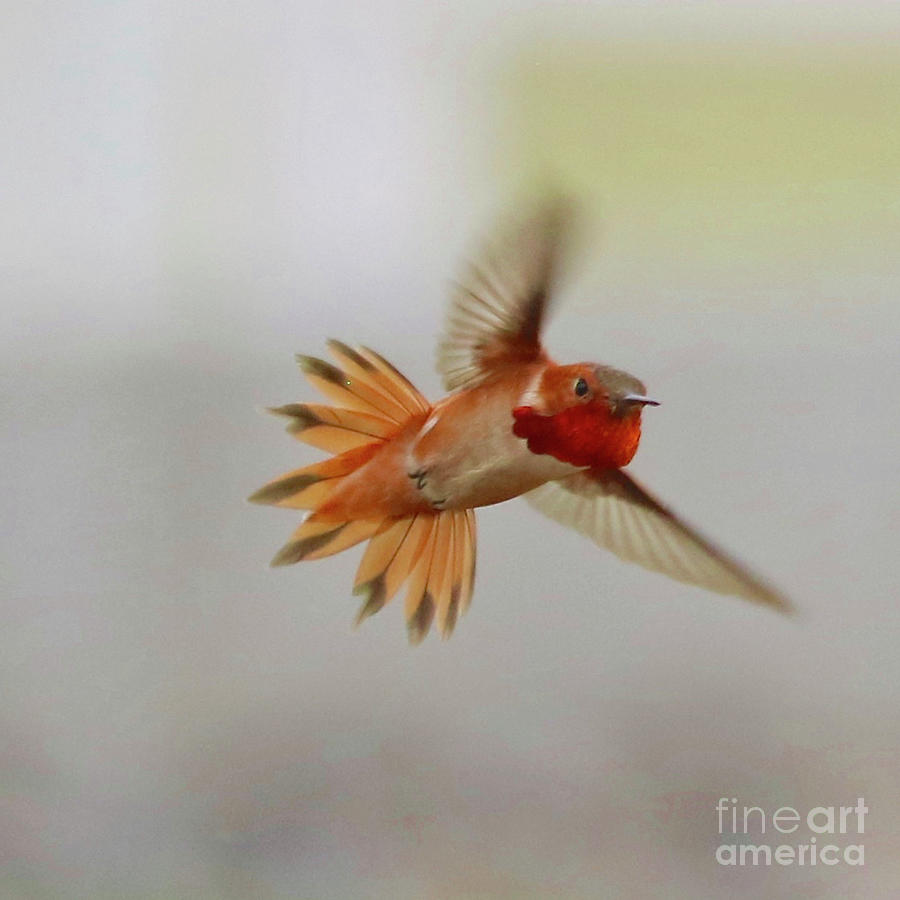 Feisty Rufous Hummingbird Square Photograph