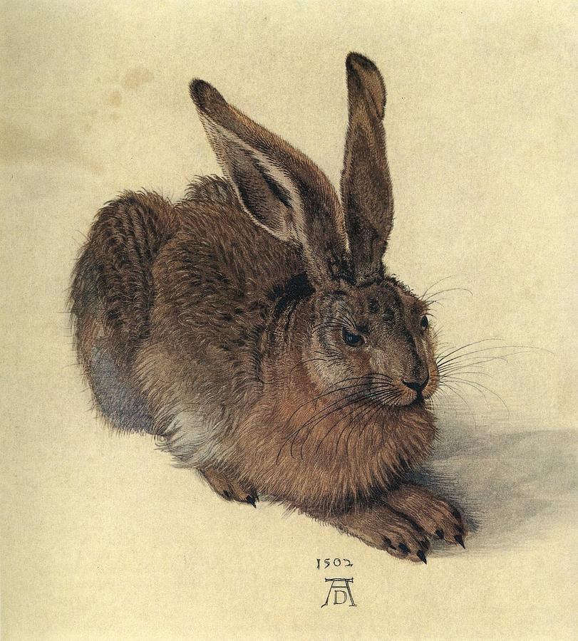 Albrecht Durer Drawing -  Feldhase A Young Hare by Albrecht Durer