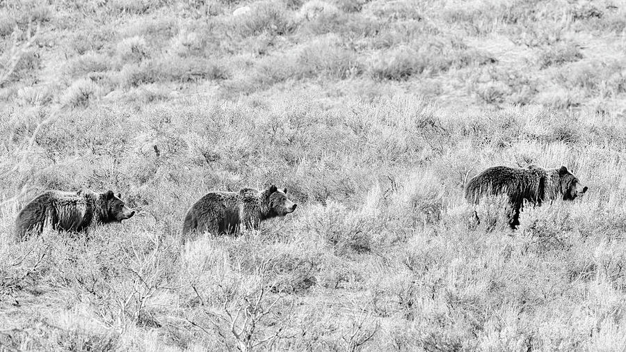 Felicia Followed by Her Cubs Photograph by Belinda Greb