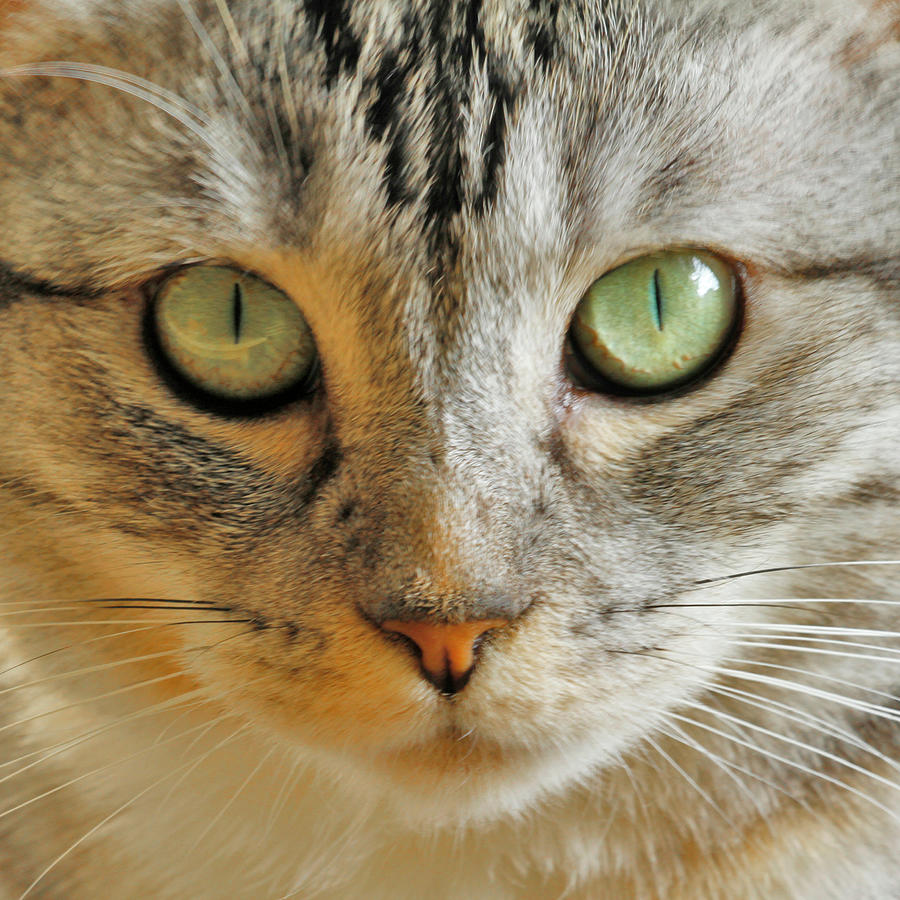 Feline Hypnotist Photograph by Bonnie Follett
