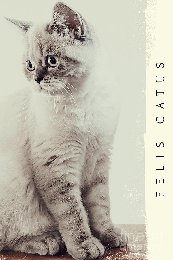 Felis Catus Photograph by Claudia Zahnd-Prezioso