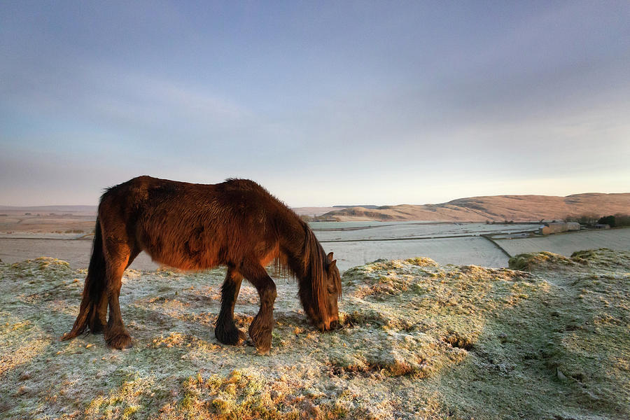 Fell Pony on a winter morning Photograph by Anita Nicholson