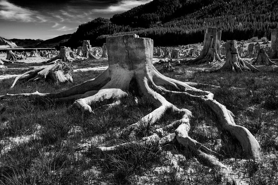 Felled Forest Black And White Photograph