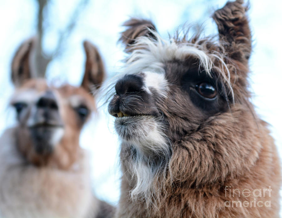 Fellinlove Farm Llamas 2 Photograph by Lori Ann Thwing