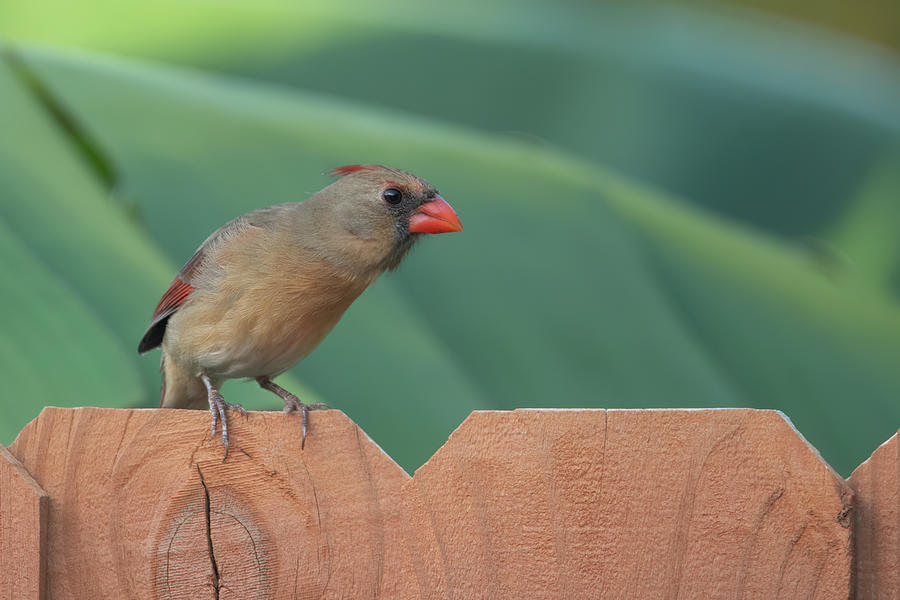 Femal Cardinal Looking For Peanutse Photograph by Don Durfee
