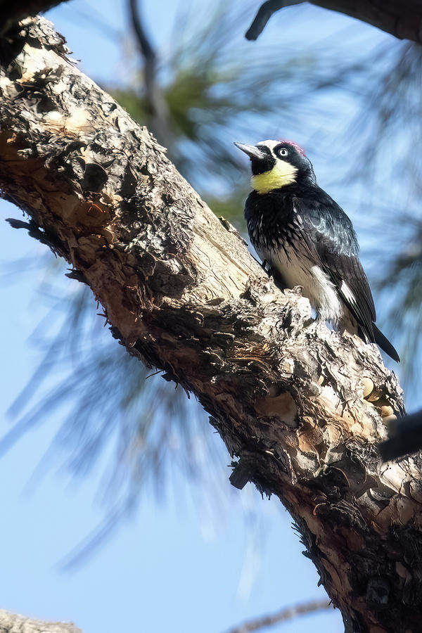 Female Acorn Woodpecker Photograph by Belinda Greb