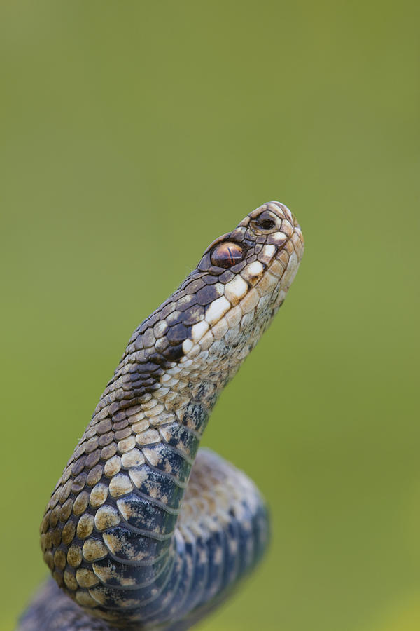 Female adder rearing head Photograph by Paul Richards @ Pronature
