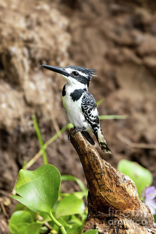 Female African pied kingfisher, Ceryle rudis, perched on the banks of Lake Edward, Queen Elizabeth National Park, Uganda. This is a popular breeding ground where the birds nest in the soft soil. Photograph by Jane Rix