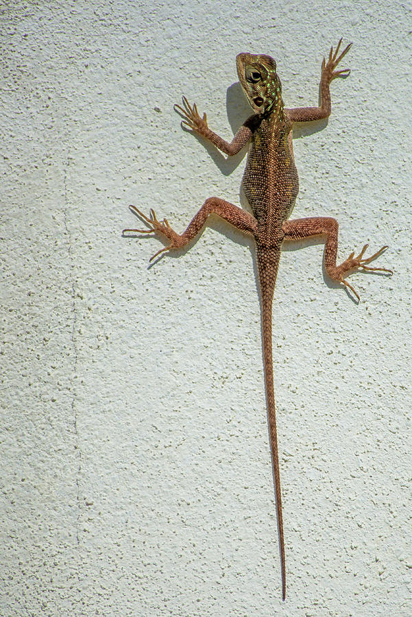 Female Agama lizard on a wall Photograph by Bradford Martin