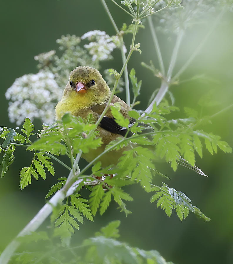 Female American Goldfinch 33, Indiana Photograph by Steve Gass