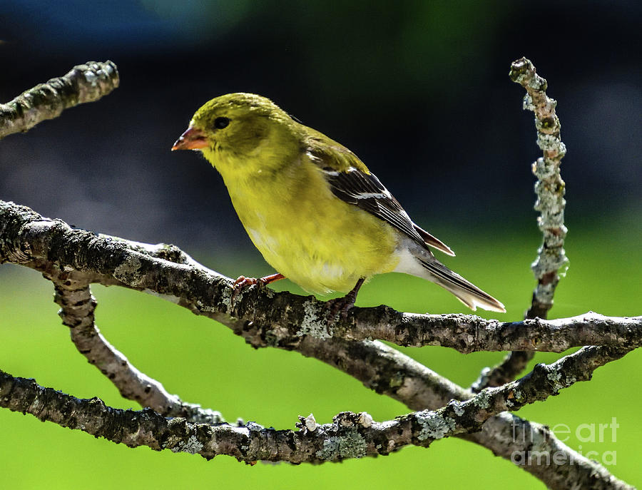 Female American Goldfinch Still Molting Photograph