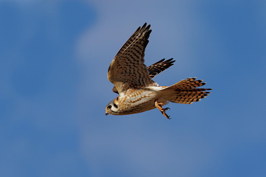 Female American Kestrel on the Move Photograph by Tony Hake