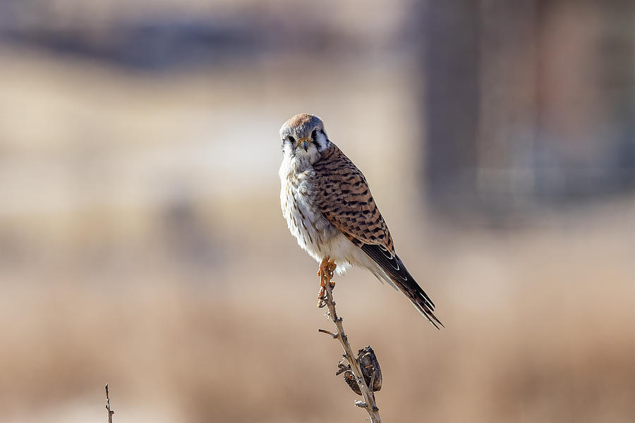 Female American Kestrel Poses on a Yucca Plant Photograph by Tony Hake