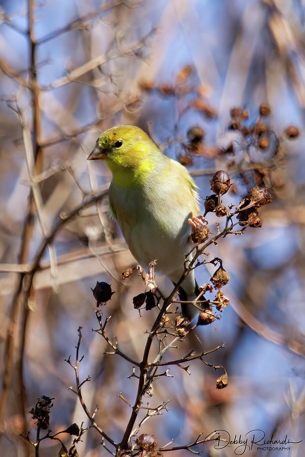 Female American Lesser Goldfinch Photograph by Debby Richards