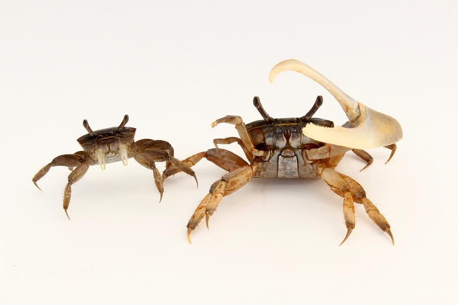 Female and male fiddler crabs Photograph by Mccluremr