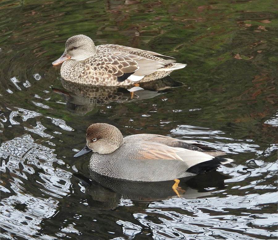 Female and Male Gadwalls Photograph by Lindy Pollard - Fine Art America