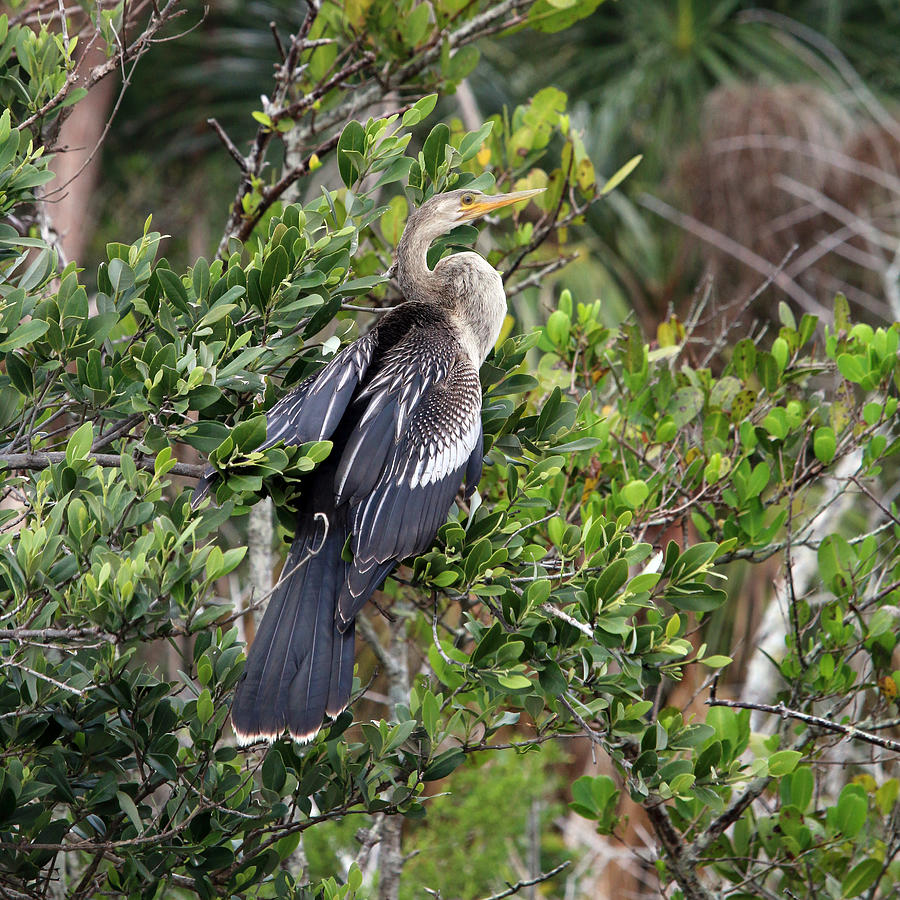 Female Anhinga Photograph by Art Block Collections