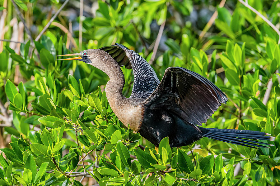 Female Anhinga Portrait #2 Photograph by Morris Finkelstein