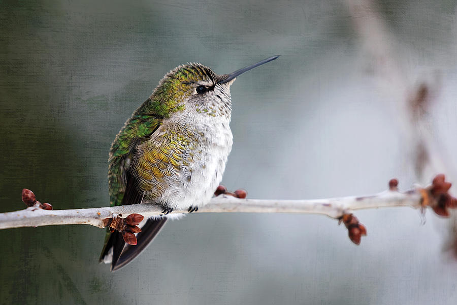 Female Annas Hummingbird on the Cherry Tree Photograph by Peggy Collins