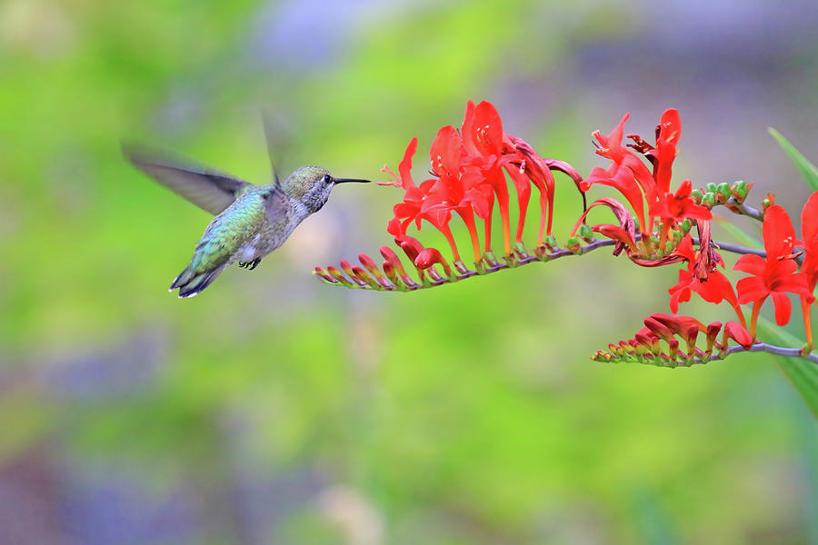 Female Annas Hummingbird over Crocosmia Flowers Photograph by Shixing Wen