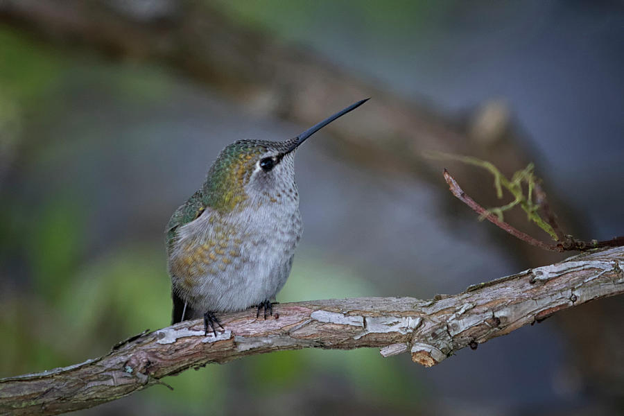 Female Annas Hummingbird Photograph by Randy Hall