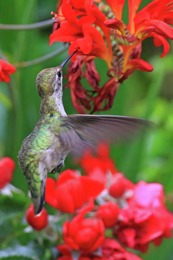  Female Annas Hummingbird Photograph by Shixing Wen