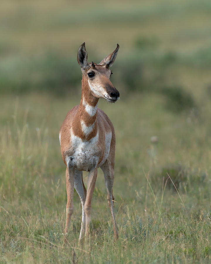 Female Antelope Photograph by Gary Langley