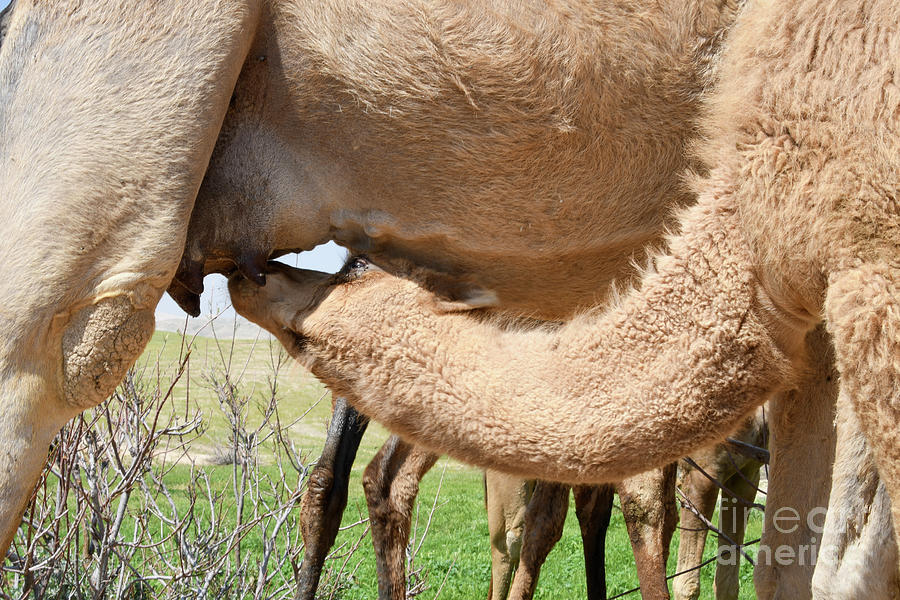female Arabian camel suckling her young r1 Photograph by Yotam Jacobson