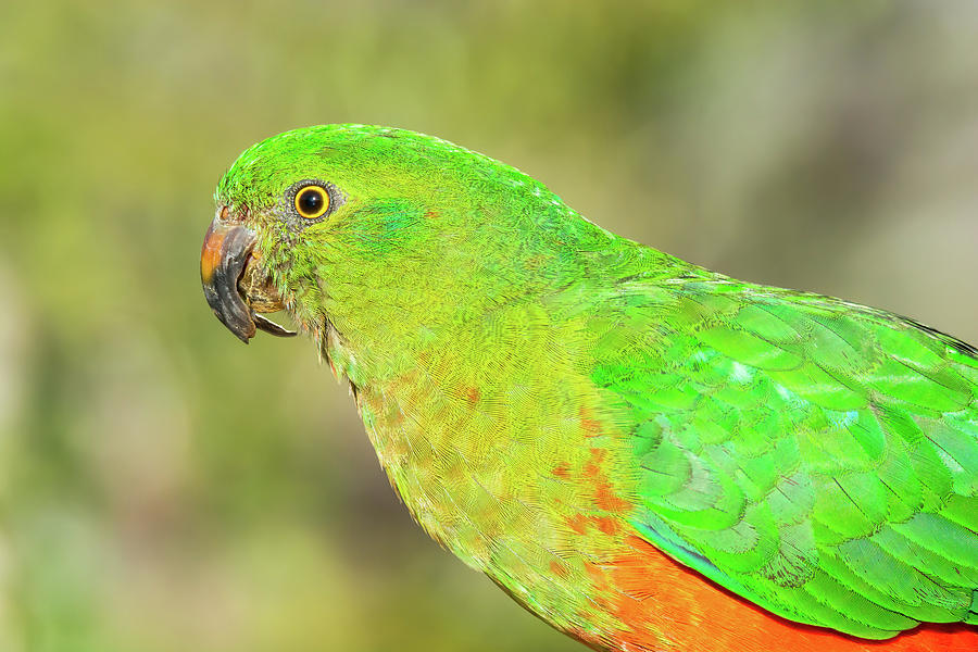 Female Australian King Parrot 2 Photograph By Christopher Edmunds 