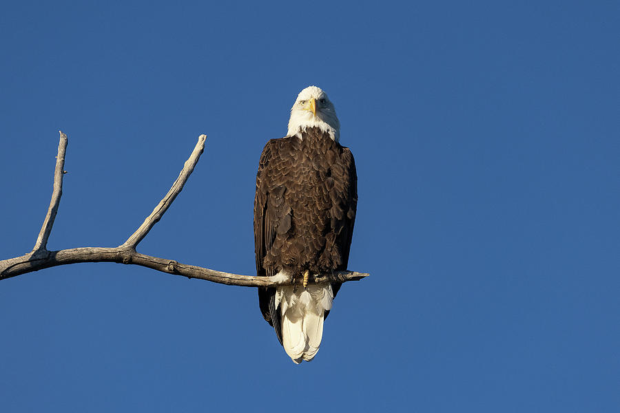 Female Bald Eagle Gets Serious Photograph