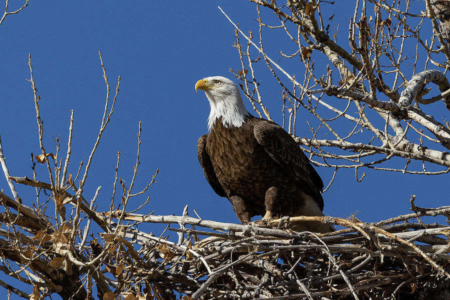 Female Bald Eagle Guards the Family Home Photograph by Tony Hake