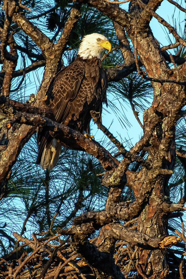 Female Bald Eagle on Nest Photograph by Bradford Martin