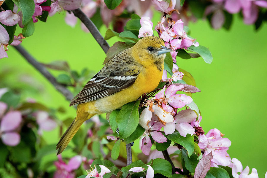 Female Baltimore Oriole In Crabapple Tree Photograph by Ricky L Jones ...