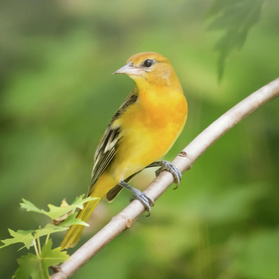 Female Baltimore Oriole New Jersey Square Photograph by Terry DeLuco