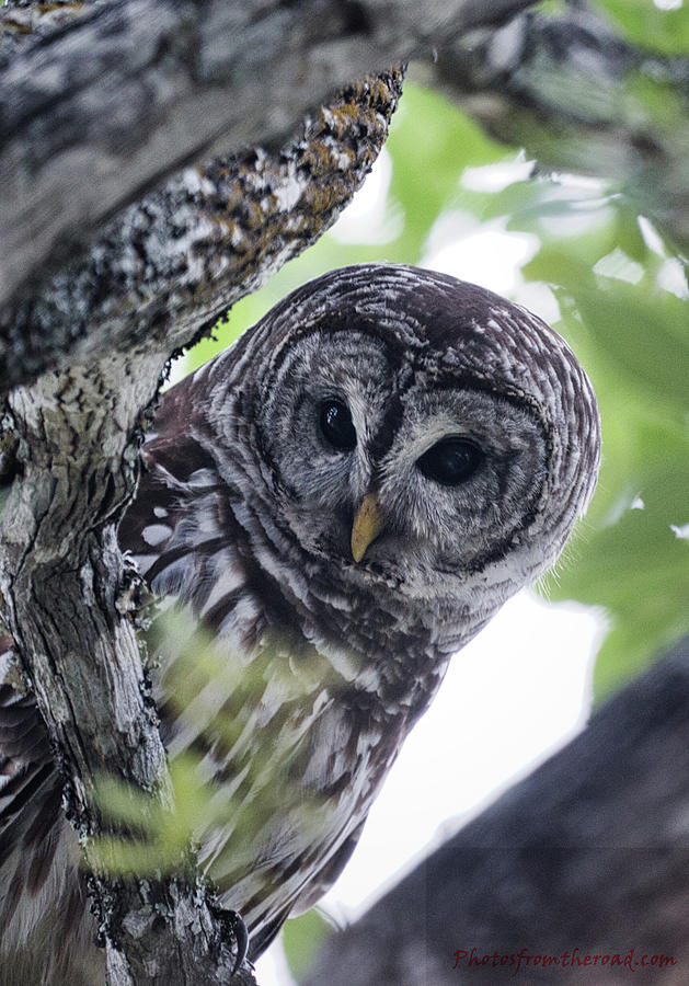 Female Barred Owl 2 Photograph by Rene Vasquez