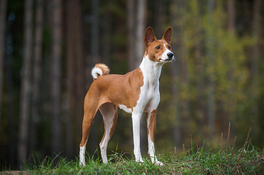 Female basenji dog Photograph by Photographs by Maria itina