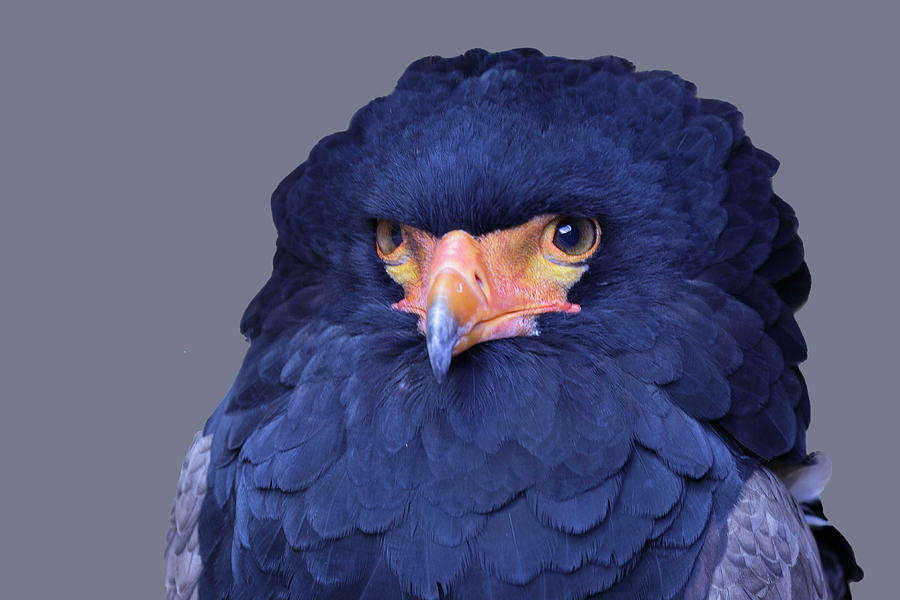 Female Bateleur Eagle Photograph by Jon Jones